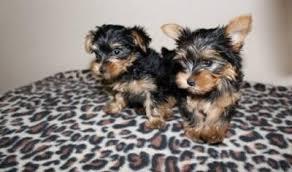 Male and female yorkie puppies