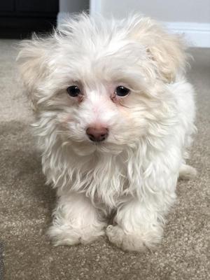 Maltese poodle