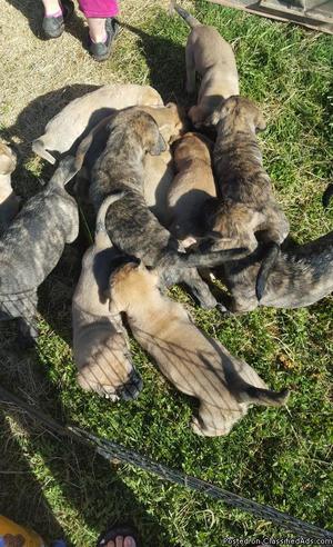 Mastiff Puppies for Sale