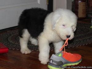 Old English Sheepdog Puppies for Sale