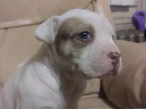 Red nose pitbull puppy