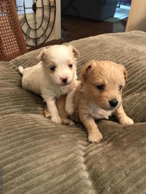 Registered Male Maltipoo Puppies