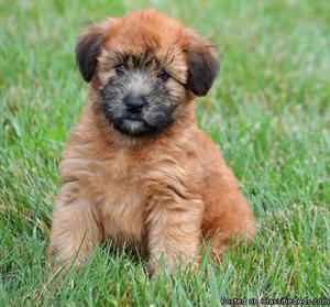 Soft Coated Wheaten Terrier Puppies for Sale