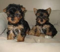 Toy Yorkie...full blooded
