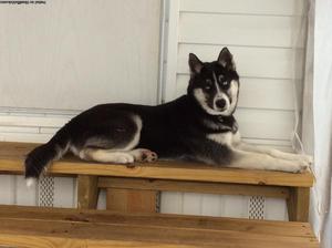 AKC Siberian Husky