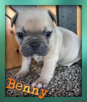 Benny: Male AKC French Bulldog