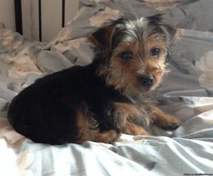 Pure breed 12 week old yorkie puppy