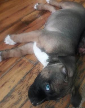 pitbull fawn