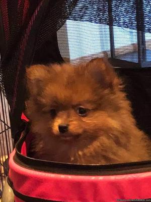 CKC RED SABLE MALE POMERANIAN PUPPY