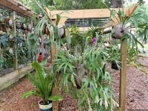 Staghorn Ferns and Orchids