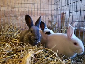 rabbit