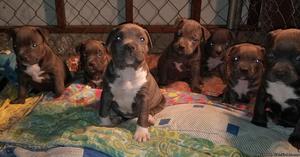 9 Weeks Bully pups