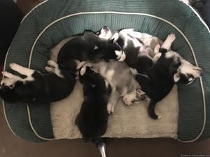 CKC Siberian Husky puppies for sale!