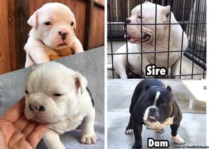 EXOTIC AMERICAN BULLY PUPS FOR SALE!!!