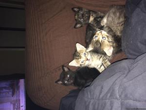 Kittens for Christmas