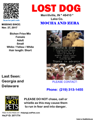 Lost dogs Mocha and Zera