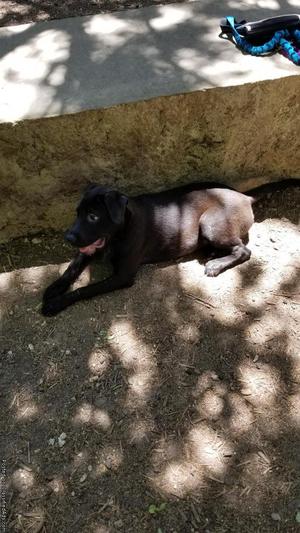 5 month old black lab mix (female) for sale