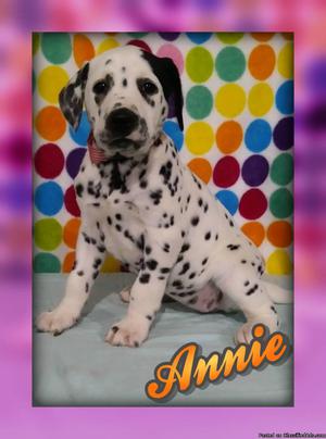 Annie Female AKC Dalmatian