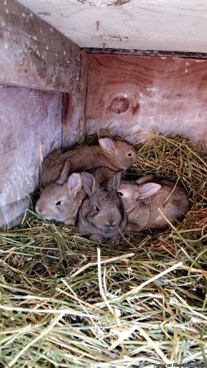 Baby Flemish giant rabbits for sale