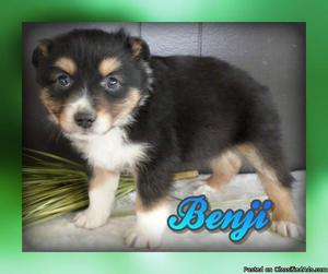 Benji: Male Australian Shepherd
