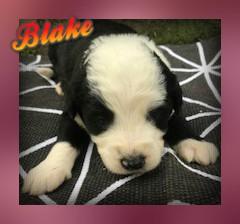 Blake: Male Sheepadoodle