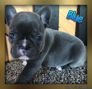 Blue: Male AKC French Bulldog