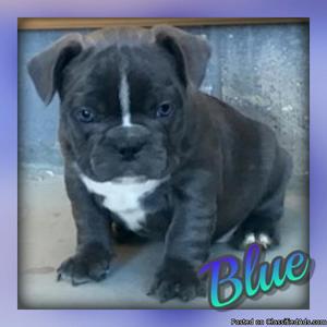 Blue: Male Frenchton