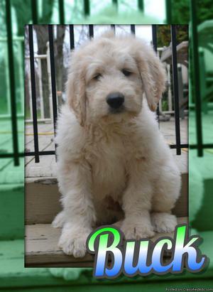 Buck: Male Goldendoodle