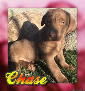 Chase Male Chococlate Lab