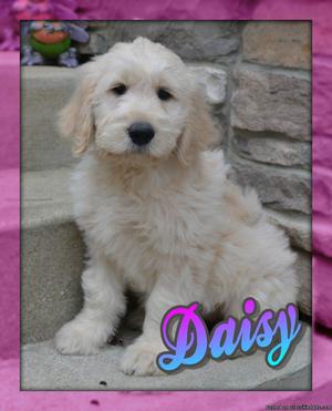 Daisy: Female Goldendoodle