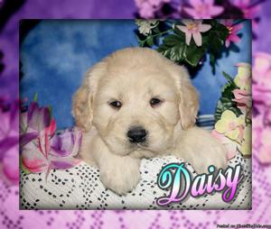 Daisy: Female Goldendoodle
