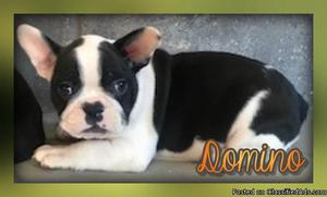 Domino: Male Frenchton