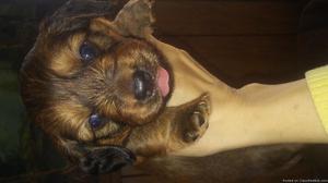 Full blooded dauschund pups warsaw,in 400 each