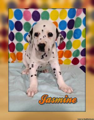 Jasmine: Female AKC Dalmatian