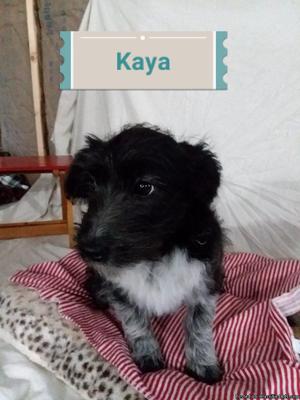 Kaya: Female Aussie Mini