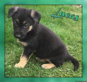 Lucas: Male AKC German Shepherd