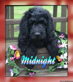 Midnight: Male Goldendoodle