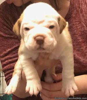 Olde English Bulldogge