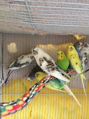 Parakeets (budgies) for sale