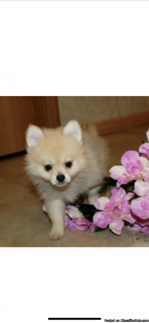 Pomeranian puppy