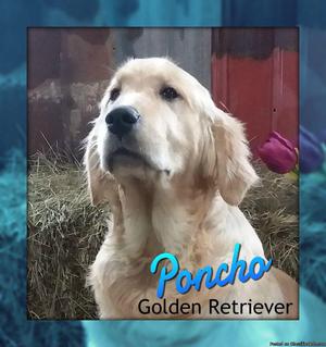 Poncho: Male AKC Golden Retriever
