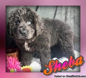 Sheba: Female Newfoundland