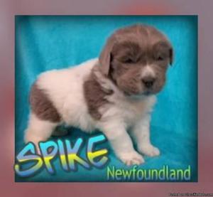 Spike: Male AKC Newfoundland
