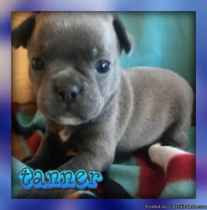Tanner Male Frenchton