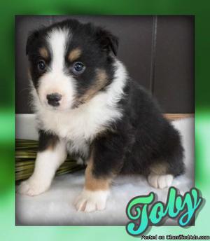 Toby: Male Australian Shepherd