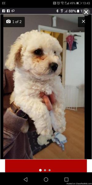 9wk Old bichon frise