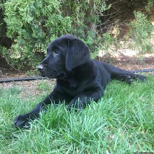 AKC registered black labrador