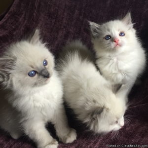 Amazing Purebred TICA Registered Ragdoll Kittens
