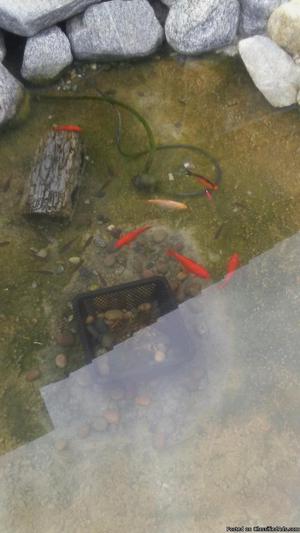 Baby Gold fish for ponds only