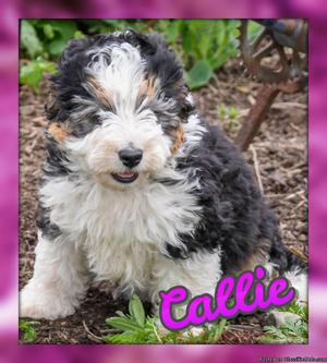 Callie: Female Bernedoodle